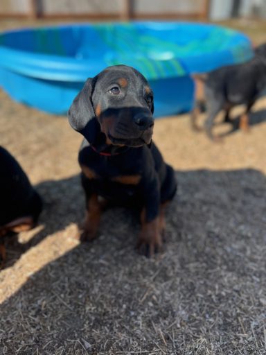 Red Collar Female